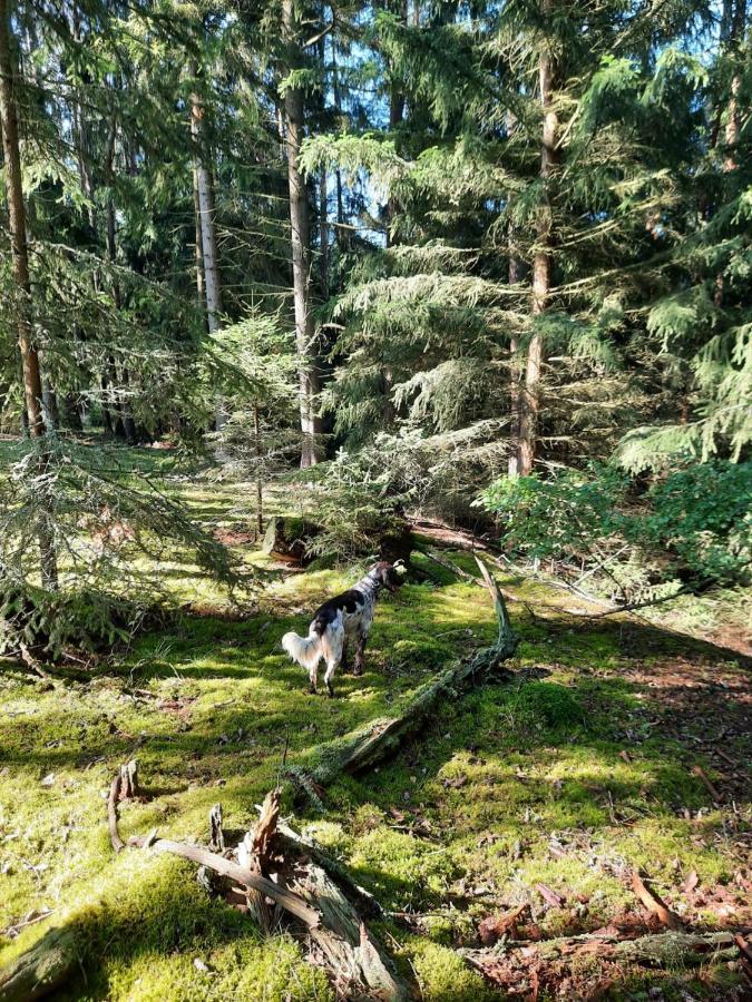 Forest Paradise Stružná Exteriér fotografie